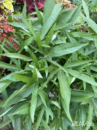 Ипомея батат