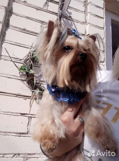 Кобели мини, вязка