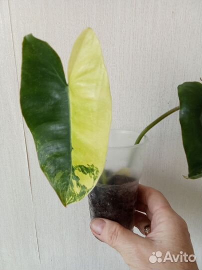 Филодендроны Сильвер Квин и Бразильский