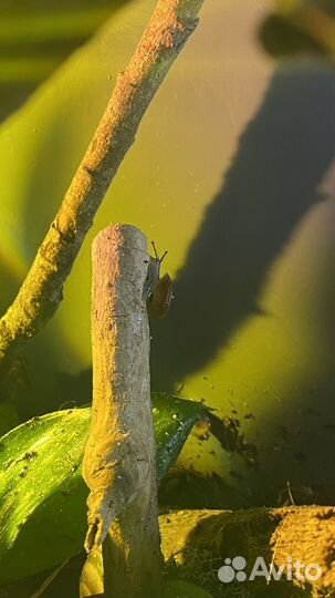 Субулина октона. Караколус альбино и блек шелл