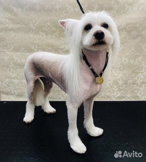 Грумер в Рыбацком