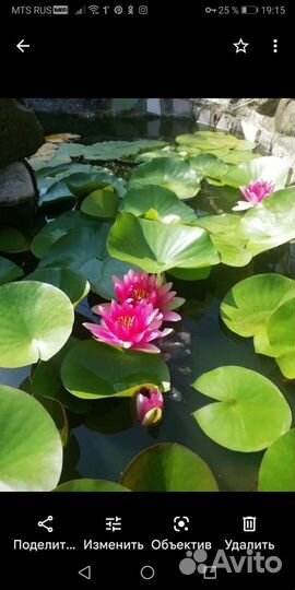 Водяная лилия. Нимфея #растениядляпруда