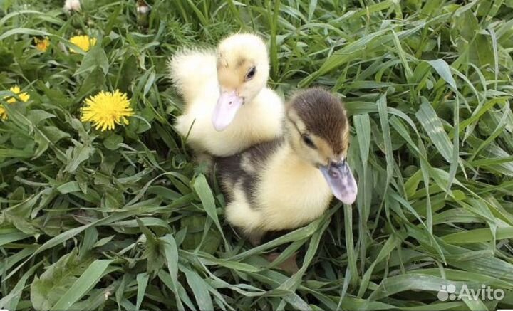 Суточные Утята Мускусные Белые ст-6