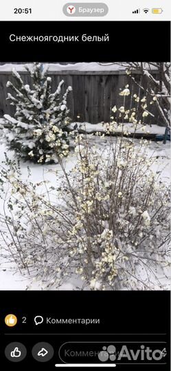 Снежноягодник