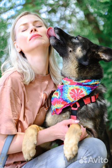 Ласковая собака в добрые руки