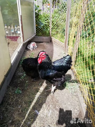 Черный петух