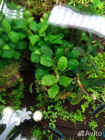 Криптокарины Анубиасы Буцифаландры