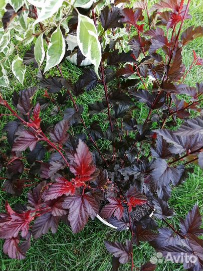 Пузыреплодник калинолистный