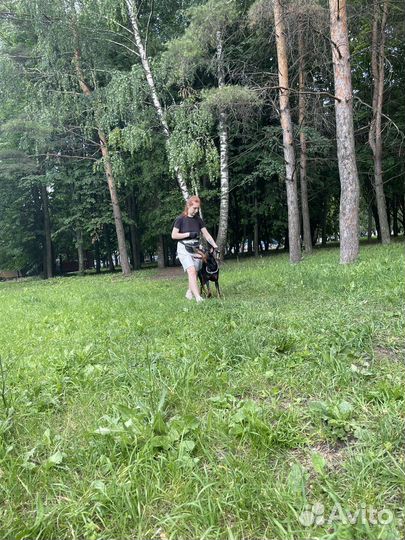 Дрессировка собак (кинолог/хендлер/ветдиетолог)