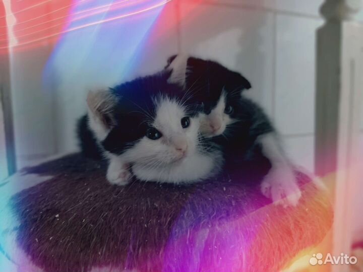 Вислоухие котята