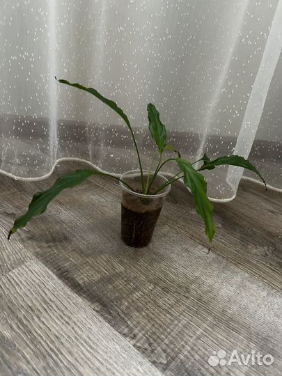 Спатифиллум