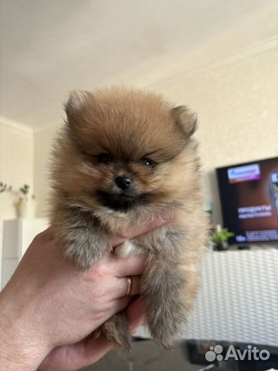 Щенки шпица