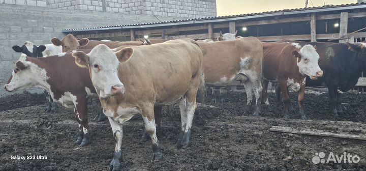 Бычки на Курбан