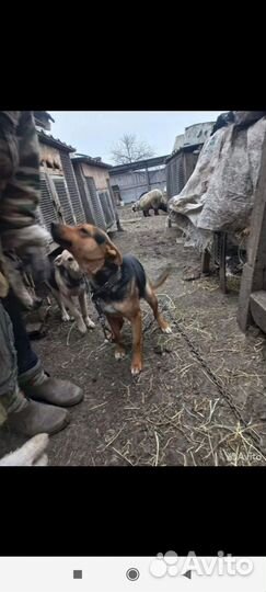 Маленькая собака в добрые руки