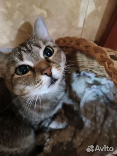 Умничка кошечка