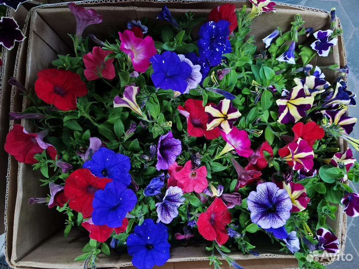 Колеус, бегония,петуния,сальвия, ампельная петуния