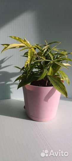 Драцена суркулоза