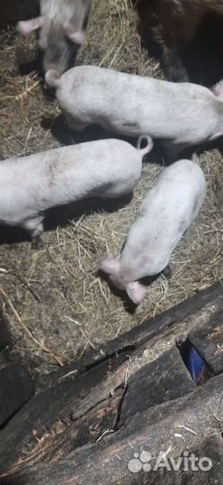 Поросята