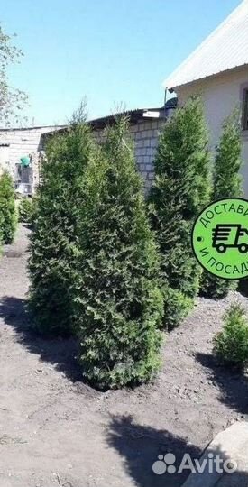 Туя Колумна