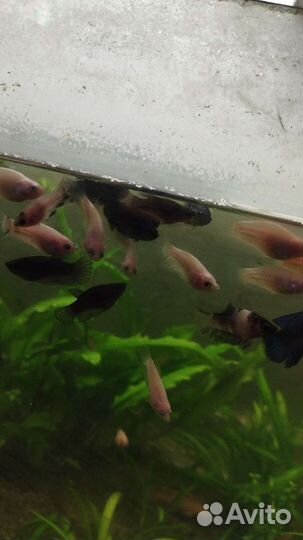 Петушки. Аквариумные рыбки