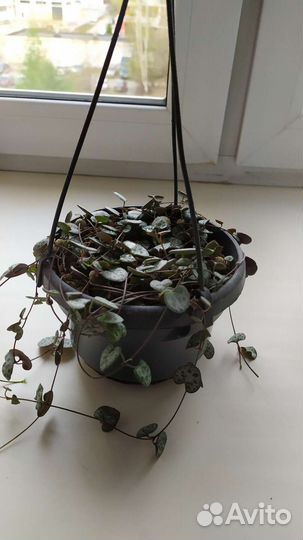 Комнатные растения