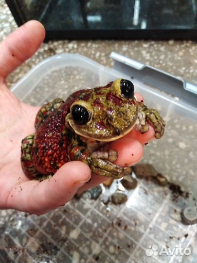 Зоогостиница передержка