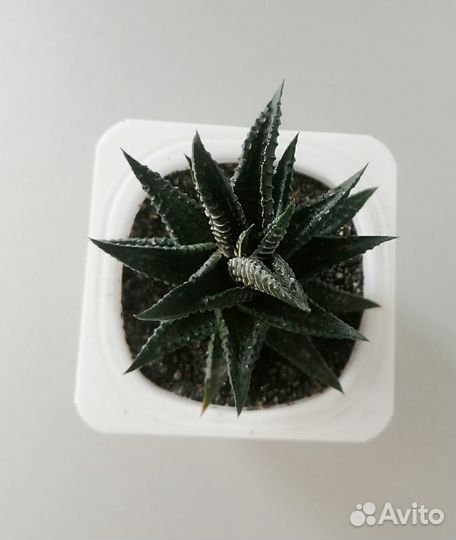 Хавортия лимолистная. Haworthia. Суккулент