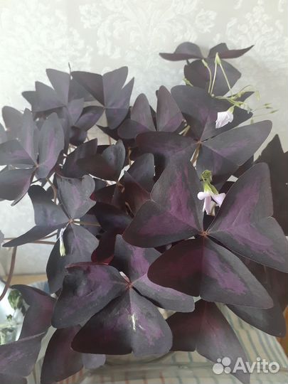 Кислица оксалис