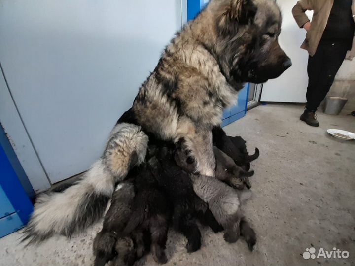 Щенки Кавказкой овчарки