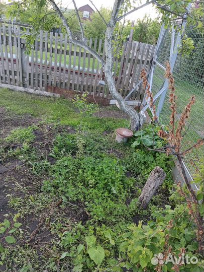 Саженцы сливы и малины