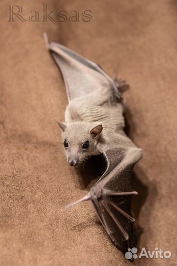 Нильский крылан