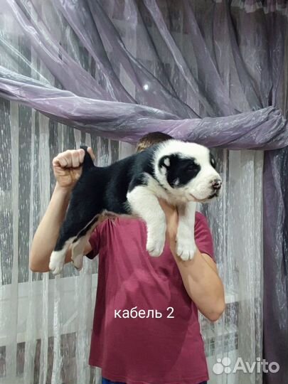Щенки сао алабай