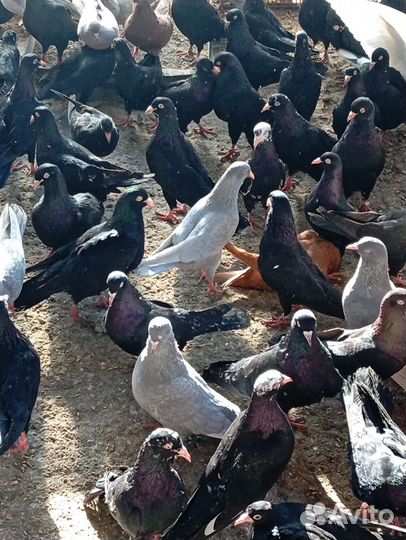 Бакинские бойные голуби