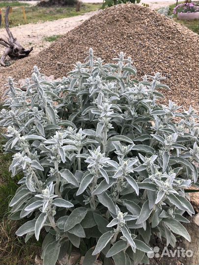 Стахис шерстистый