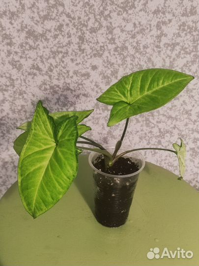 Баттерфляй сингониум