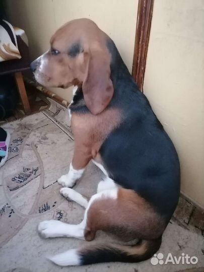 Бигль вязка