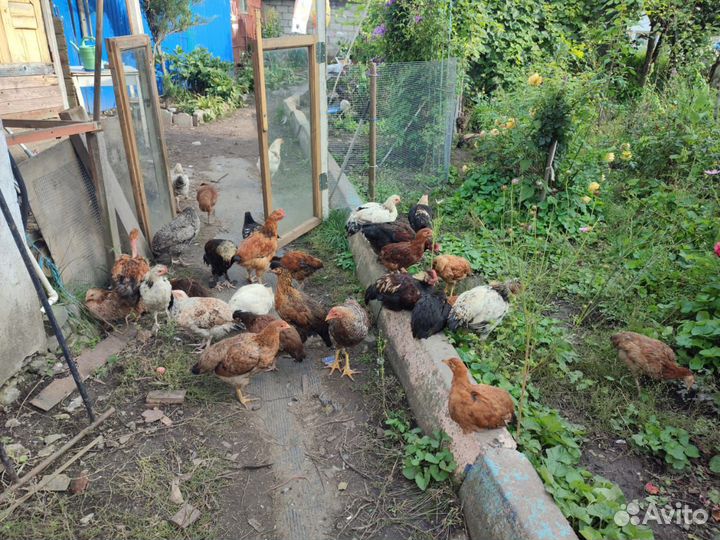 Куры молодки