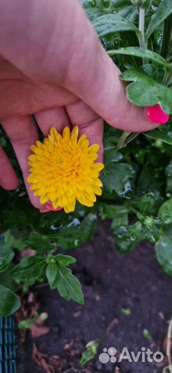 Хризантемы мультифлора