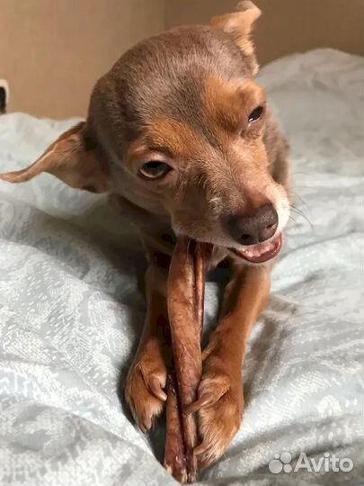 Корм для собаки. От производителя