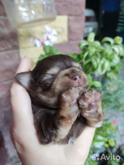 Чихуахуа бронь