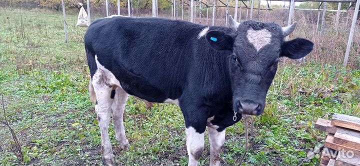 Корова и бык