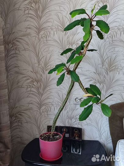 Комнатные цветы в ассортименте