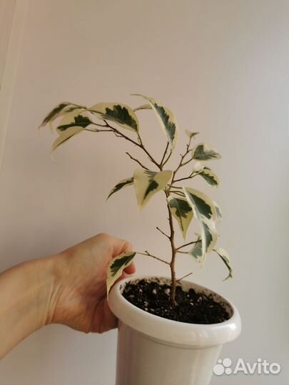 Фикус де Гантель