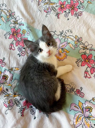Бело-дымчатый котенок