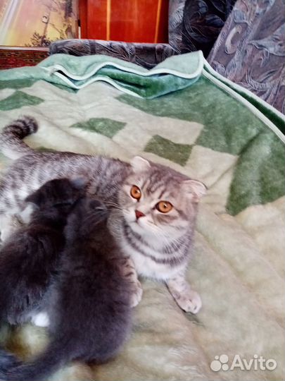 Котята шотландской вислоухой