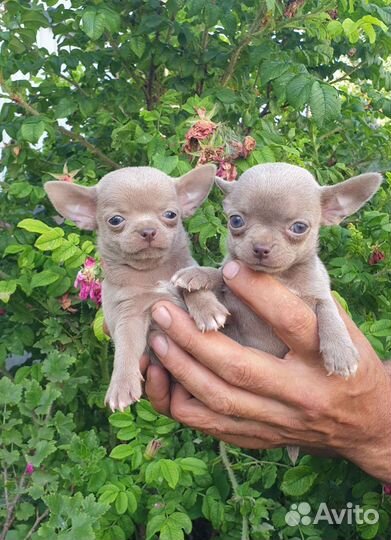 Лиловые мальчики Чихуахуа