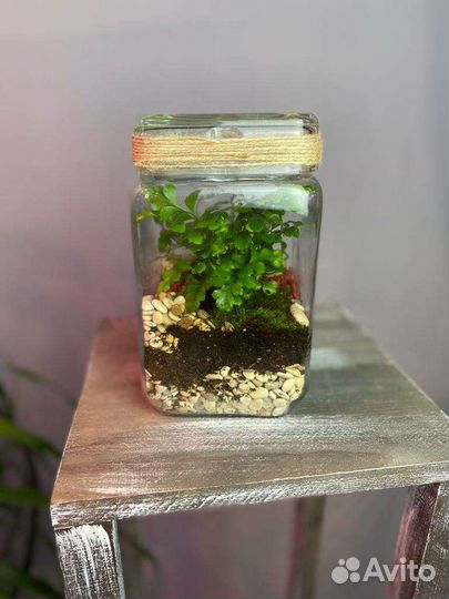 Флорариум В банке