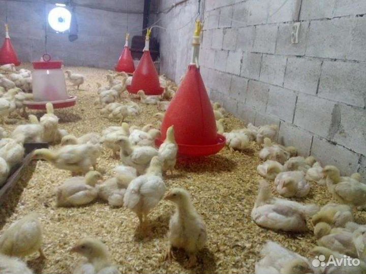 Цыплята бройлер