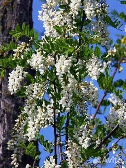 Чистейший мед Белой Акации