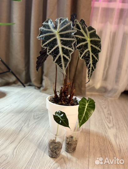 Алоказия амазоника полли